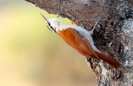 Narrow-billed Woodcreeper Lepidocolaptes angustirostris Araras Lodge, Brazil